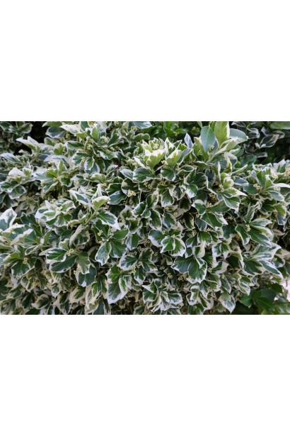 Бруслина японська Альбомаргіната строкате листя